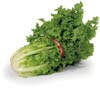 chicory