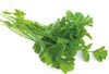 cilantro