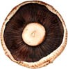 portebella mushrooms