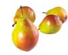 seckel pears