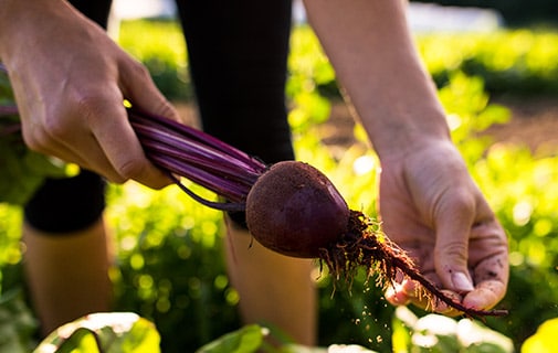 Beets
