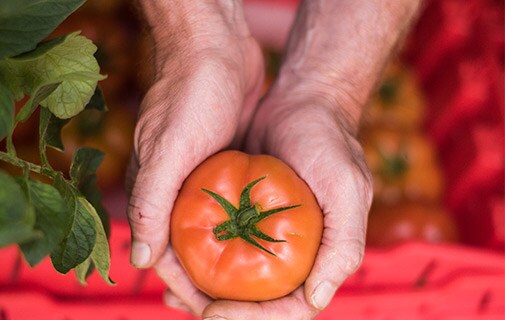 Tomato